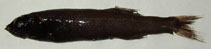 Image of Barbantus curvifrons (Palebelly searsid)