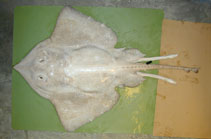 Image of Bathyraja pallida (Pale ray)