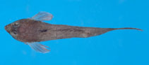 Image of Callionymus sokonumeri (Japanese highfin deepwater dragonet)