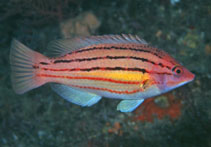 Image of Bodianus trilineatus (Fourline hogfish)