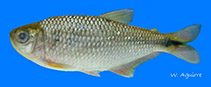 Image of Bryconamericus peruanus 