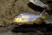Image of Buccochromis rhoadesii 