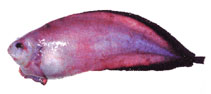 Image of Careproctus furcellus 