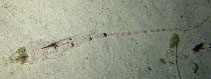 Image of Callionymus neptunius (Long-tail dragonet)