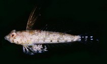 Image of Synchiropus minutulus (Minute flagfin dragonet)