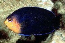 Image of Centropyge argi (Cherubfish)