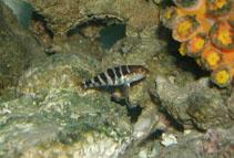 Image of Centropristis ocyurus (Bank sea bass)