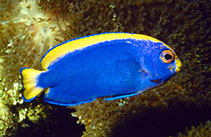 Image of Centropyge resplendens (Resplendent angelfish)
