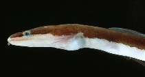 Image of Chlopsis bicolor (Bicolor eel)