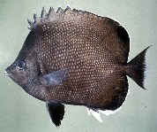 Image of Chaetodon litus (Easter Island butterflyfish)
