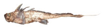 Image of Chimaera notafricana (Cape chimaera)