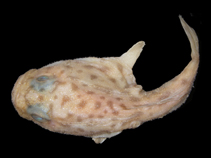 Image of Chaunax nudiventer (Naked-belly Coffinfish)