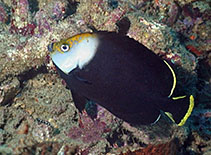 Image of Chaetodontoplus vanderloosi (Vanderloos angelfish)