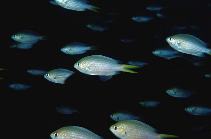 Image of Chromis xanthopterygia (Yellowfin chromis)