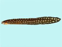 Image of Congrogadus amplimaculatus (Largespot eel blenny)