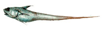 Image of Coryphaenoides cinereus (Popeye grenadier)