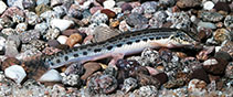 Image of Cobitis taenia (Spined loach)