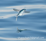 Image of Cypselurus hexazona (Darkbar flyingfish)