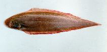 Image of Cynoglossus microlepis (Smallscale tonguesole)