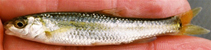 Image of Dionda argentosa (Manantial roundnose minnow)