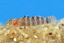 Image of Gobiosoma aceras (White-margined goby)