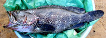 Image of Epinephelus lebretonianus (Mystery grouper)