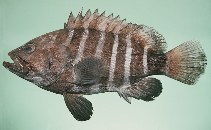 Image of Hyporthodus octofasciatus (Eightbar grouper)