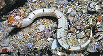 Image of Festucalex kulbickii (Kulbicki’s pipefish)
