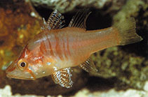 Image of Foa hyalina (Hyaline cardinalfish)