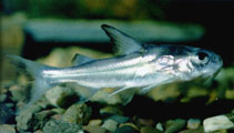 Image of Gagata melanopterus 