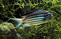 Image of Genicanthus lamarck (Blackstriped angelfish)