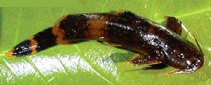 Image of Glyptothorax malabarensis 