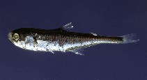 Image of Gonichthys cocco (Cocco’s lanternfish)