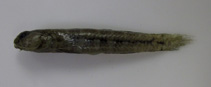 Image of Gobiosoma longipala (Twoscale goby)