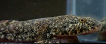 Image of Gobiesox cephalus (Clingfish)