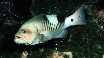 Image of Gracila albomarginata (Masked grouper)