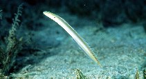 Image of Gunnellichthys monostigma (Onespot wormfish)