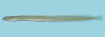 Image of Gunnellichthys pleurotaenia (Onestripe wormfish)