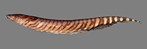 Image of Gymnotus tiquie (Tiquie banded knifefish)