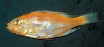 Image of Haplochromis eduardii 