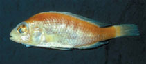 Image of Haplochromis engystoma 