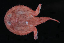Image of Halieutaea fumosa (Smoky seabat)