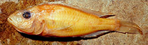 Image of Haplochromis macconneli 