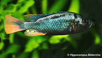 Image of Haplochromis nubilus (Blue Victoria mouthbrooder)