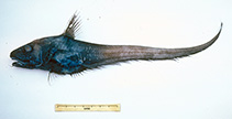 Image of Haplomacrourus nudirostris (Naked snout rattail)