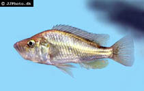Image of Haplochromis orthostoma 