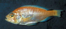 Image of Haplochromis vicarius 