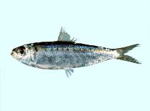 Image of Herklotsichthys lippa (Australian spotted herring)