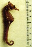 Image of Hippocampus camelopardalis (Giraffe seahorse)