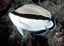 Image of Apolemichthys arcuatus (Bandit angelfish)